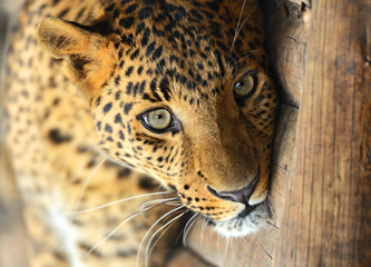 Portrait of leopard