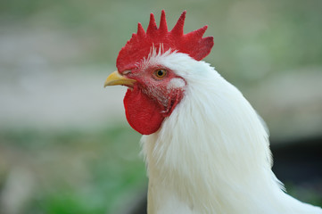 white cock