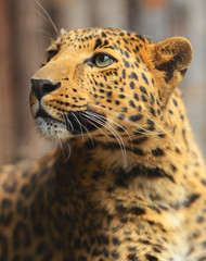 Portrait of leopard