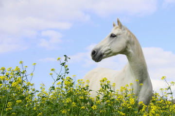 Schimmel im Rapsfeld