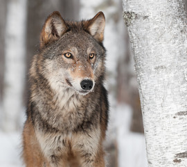 Grijze wolf (Canis lupus) door berkenboom