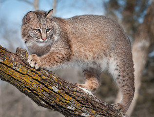 Bobcat (Lynx rufus) on Branch of Tree