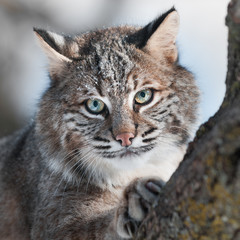Bobcat (Lynx rufus) Close Up