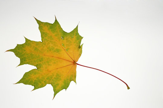 Herbstliches Ahornblatt.