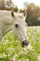 Obraz premium Schimmel riecht an Phacelia