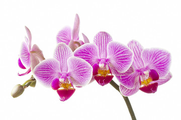 Phalaenopsis; moth orchid flowers and buds on white background