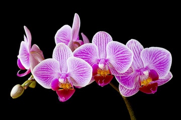 Phalaenopsis, moth orchid flowers and buds on black background