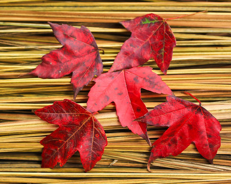 Hay Maple Leaf