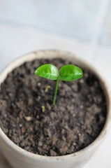 sprout in a pot