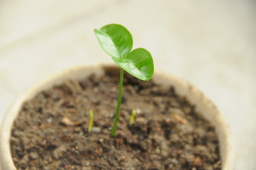 sprout in a pot