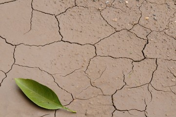a green leaf on the drought soli