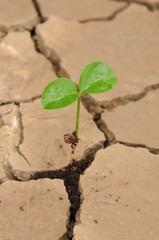 a sprout in a drought soil