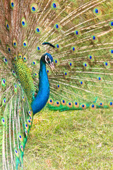 Obraz premium Peacock