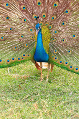 Naklejka premium Peacock