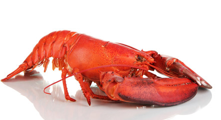 Red lobster isolated on white
