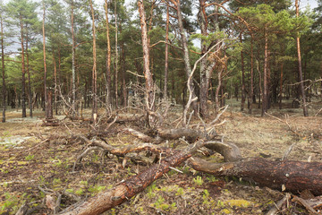 Pine forest with deadwood in Byrums sandvik