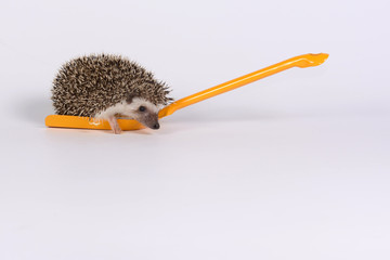 Hedgehog