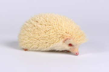 Hedgehog
