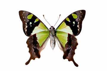 Butterfly - Macleays Swallowtail underside, Graphium macleayanus