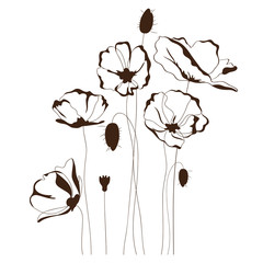 Poppy design, floral background