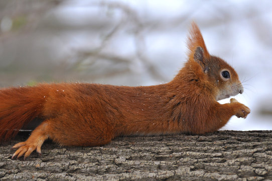 Eichh&ouml;rnchen