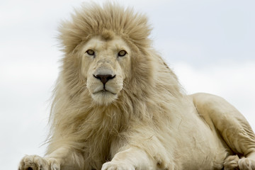 Male white lion lying and staring while looking very hungry