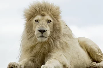 Poster Male white lion lying and staring while looking very hungry © bondsza