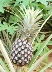 Fototapeta premium growing pineapple plant
