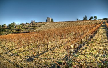 Fototapeta na wymiar campagne provençale - buisson