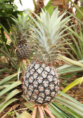 Obraz premium growing pineapple plant