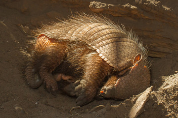 Sleeping armadillo (Chaetophractus villosus)