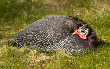 Helmeted Guineafowl (Numida meleagris)