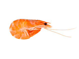 Shrimp isolated