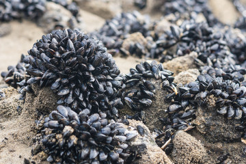 clusters of tiny blue mussels