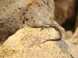 A lizard in Tasmania