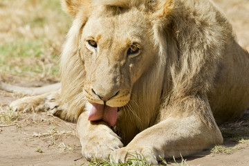 Grooming white lion