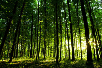 beautiful green forest