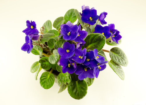 african violet flower and green leaves in pot