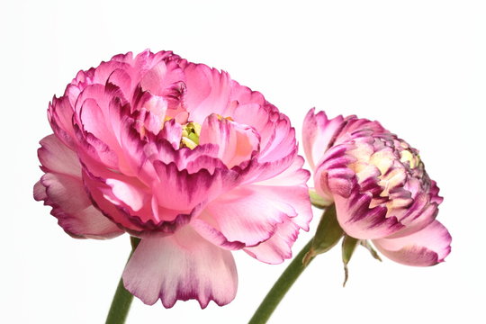 87 Best 花金鳳花images Stock Photos Vectors Adobe Stock 87 Best 花金鳳花images Stock Photos Vectors Adobe Stock