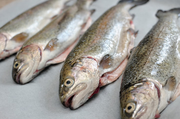 four trout fish