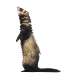 Ferret standing on hind legs and looking up, isolated on white