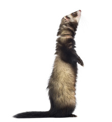 Ferret standing on hind legs and looking up, isolated on white