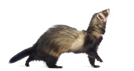 Ferret walking and looking up, isolated on white