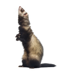 Fototapeta premium Ferret standing on hind legs and looking up