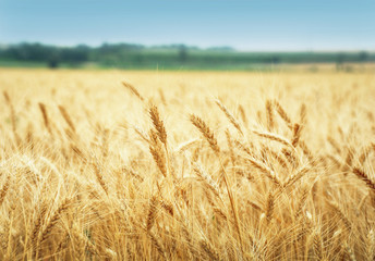 Grain field