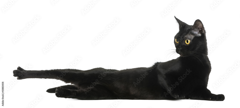 Wall mural bombay cat lying, stretching and looking away, isolated on white