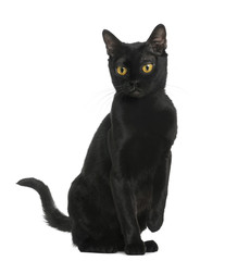 Bombay cat sitting, isolated on white