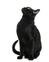 Bombay kitten sitting and looking up, isolated on white