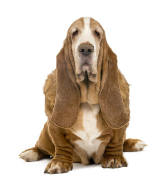 Old Basset Hound Sitting And Looking At The Camera