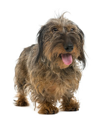 Dachshund panting, isolated on white